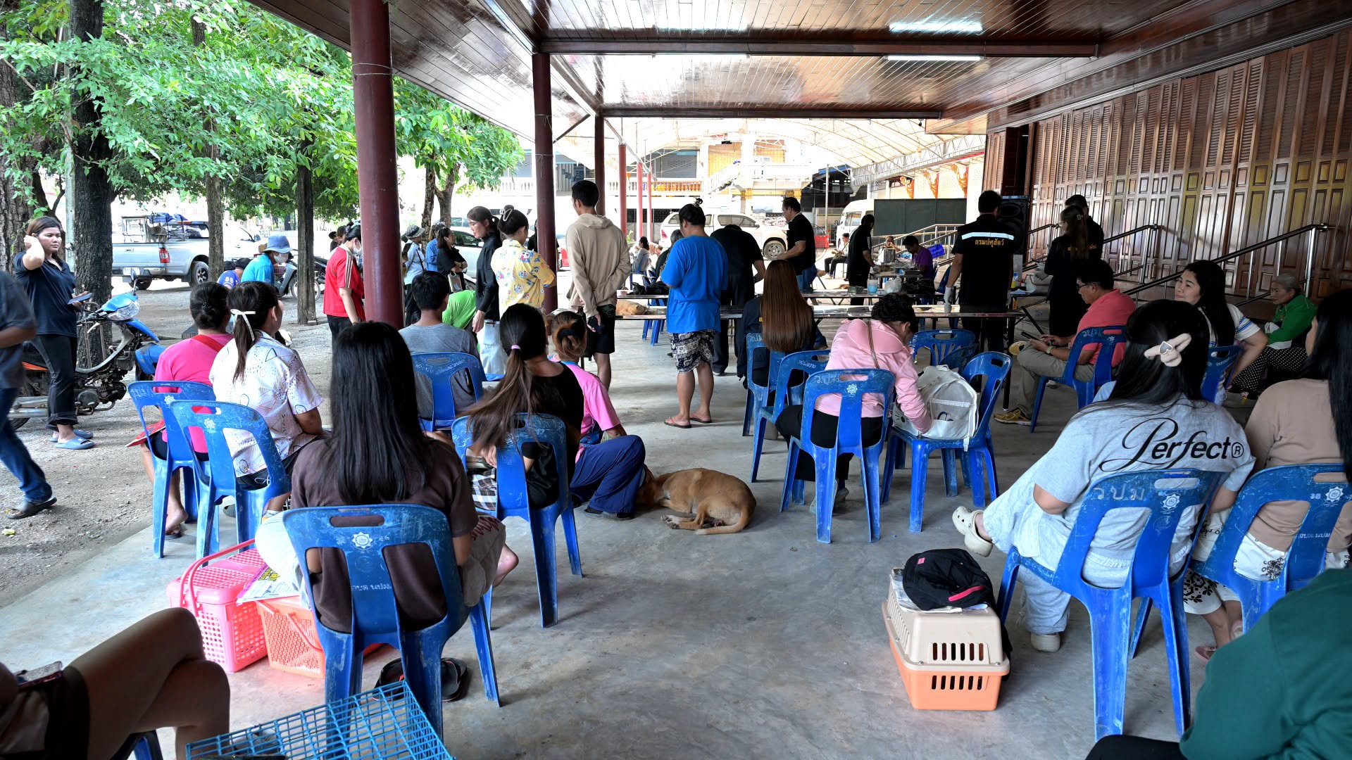 ฟรีวัคซีน ทำหมัน และฝังไมโครชิป คู่มือโครงการดูแลสัตว์เลี้ยงที่เจ้าของห้ามพลาด