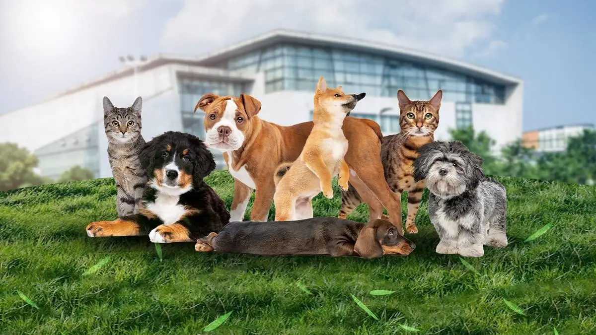 ค่ารักษาสัตว์เลี้ยงพุ่งแรง เมื่อ Personalized Pet Healthcare กลายเป็นเรื่องการเงินทั้งบ้าน