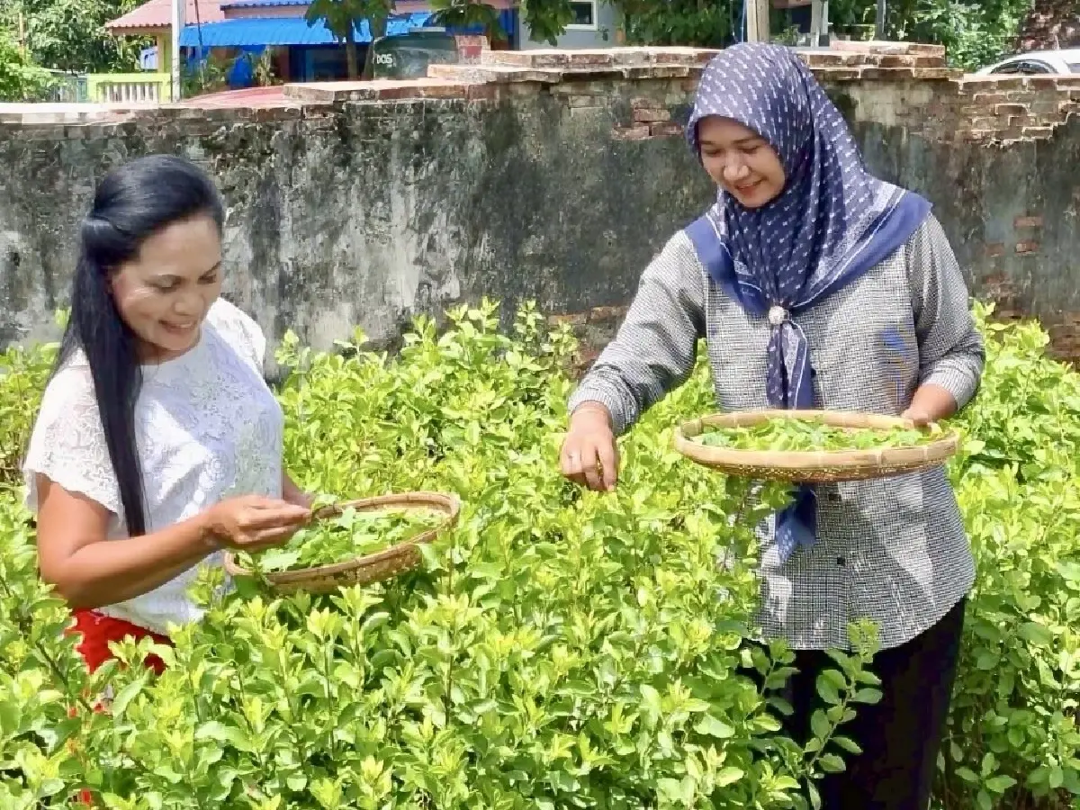 ใบเตยกลายเป็นวัตถุดิบพรีเมียมในเครื่องดื่ม ยกระดับรสชาติท้องถิ่นสู่ตลาดโลก