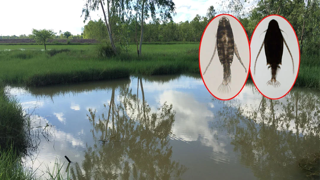 สี่การค้นพบสิ่งมีชีวิตชนิดใหม่ที่เขย่าภาพรวมวิวัฒนาการสัตว์โลก