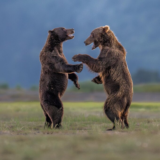 Nikon Comedy Wildlife Awards การแข่งขันถ่ายภาพสัตว์ป่าที่ทำให้โลกยิ้ม