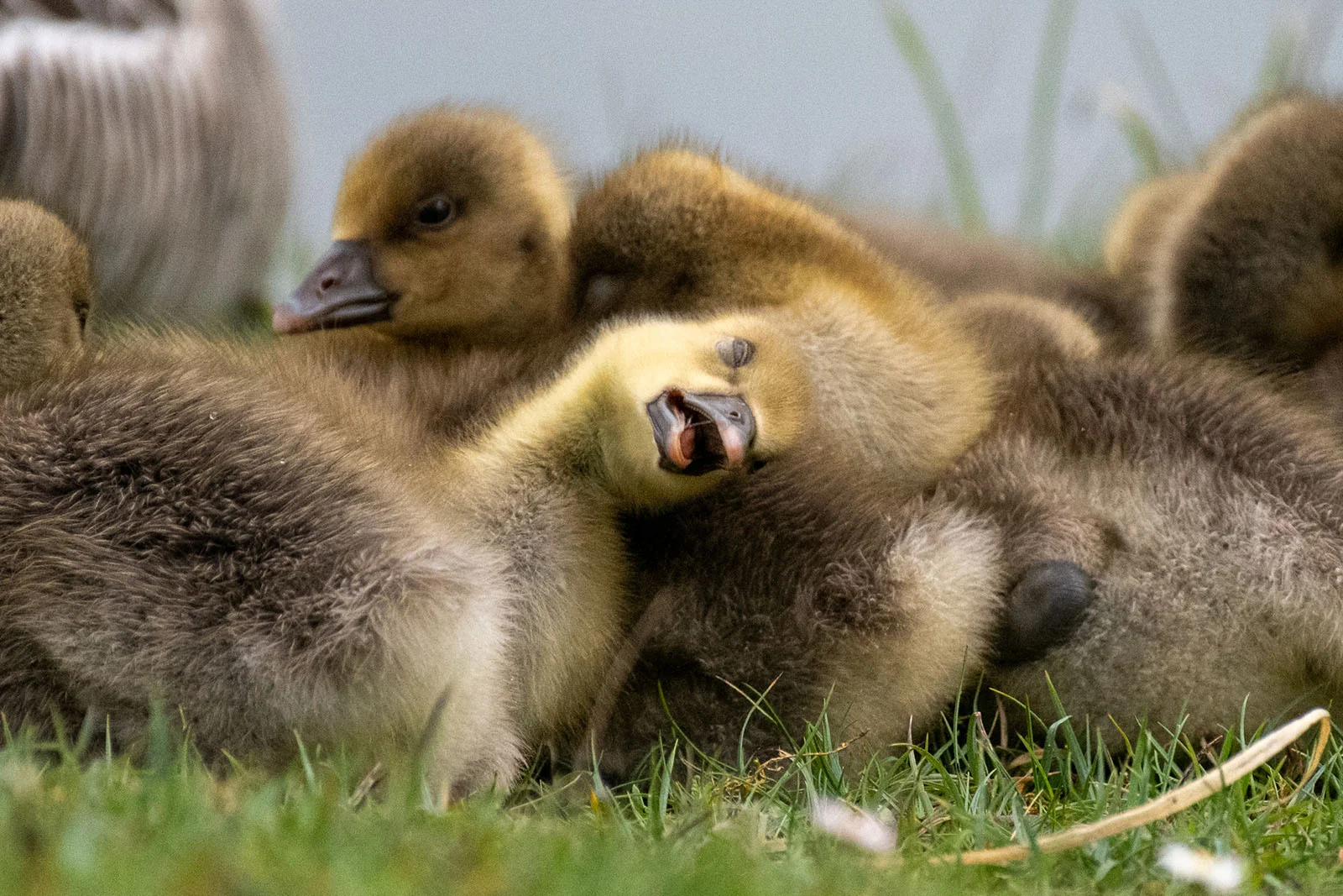 รวมช็อตขำกลิ้งจาก Nikon Comedy Wildlife Awards กับเหล่าสัตว์ป่าที่โพสท์ท่าเกินต้าน