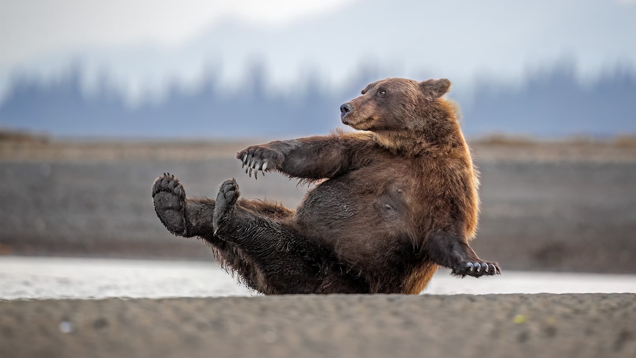 รวมช็อตขำกลิ้งจาก Nikon Comedy Wildlife Awards กับเหล่าสัตว์ป่าที่โพสท์ท่าเกินต้าน