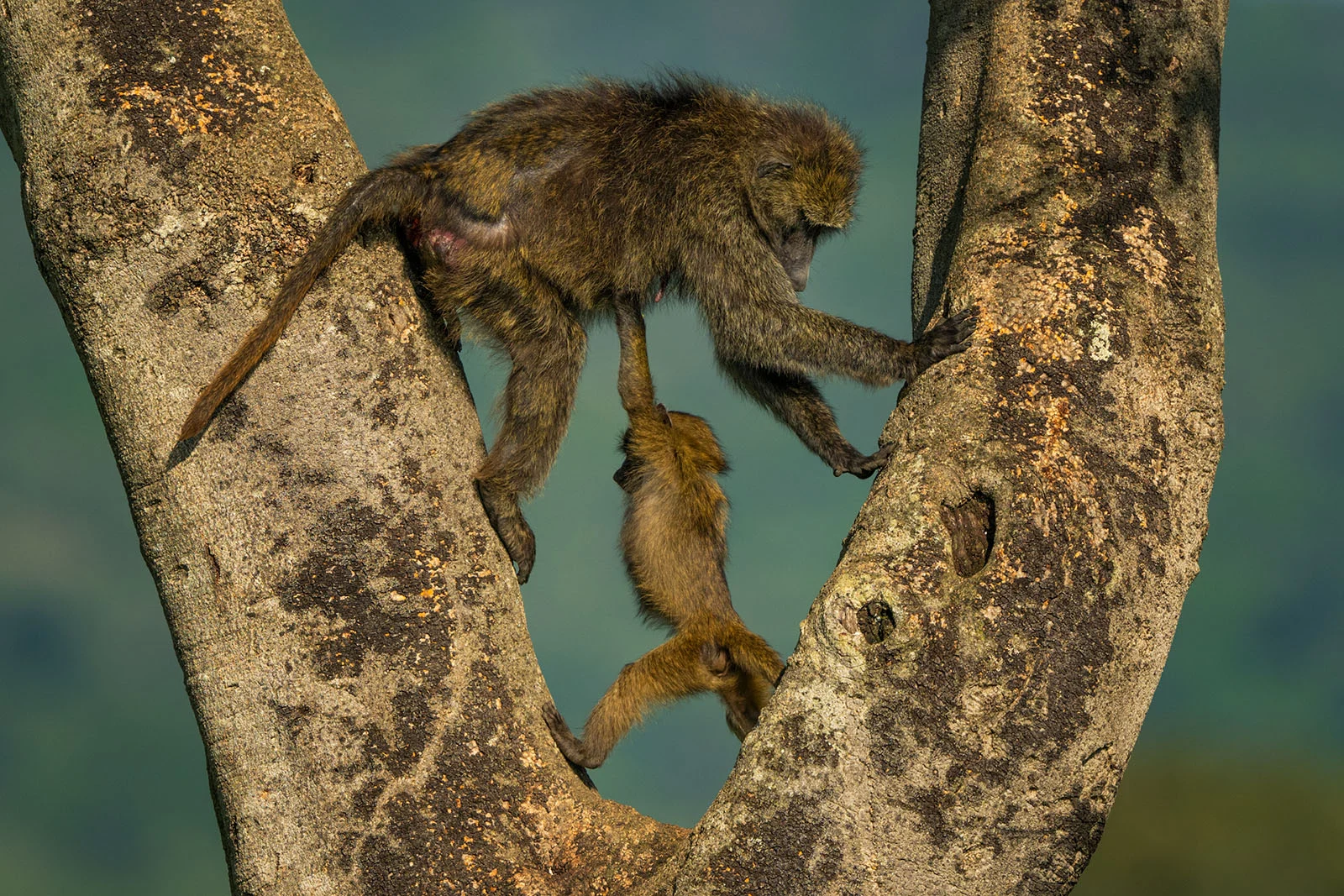 รวมช็อตขำกลิ้งจาก Nikon Comedy Wildlife Awards กับเหล่าสัตว์ป่าที่โพสท์ท่าเกินต้าน