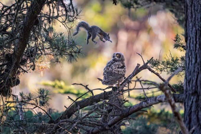 Nikon Comedy Wildlife Awards การแข่งขันถ่ายภาพสัตว์ป่าที่ทำให้โลกยิ้ม