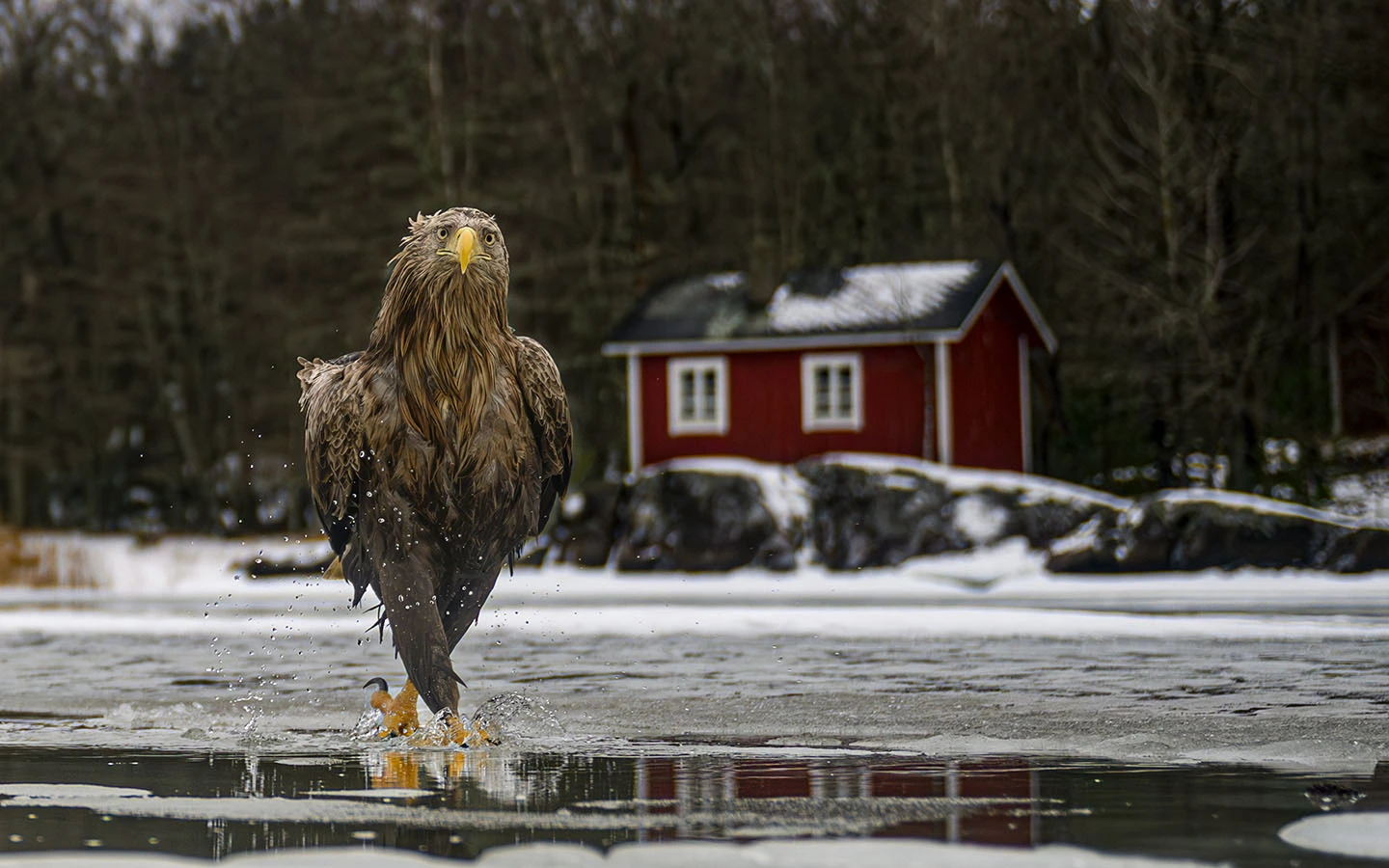 Nikon Comedy Wildlife Awards การแข่งขันถ่ายภาพสัตว์ป่าที่ทำให้โลกยิ้ม