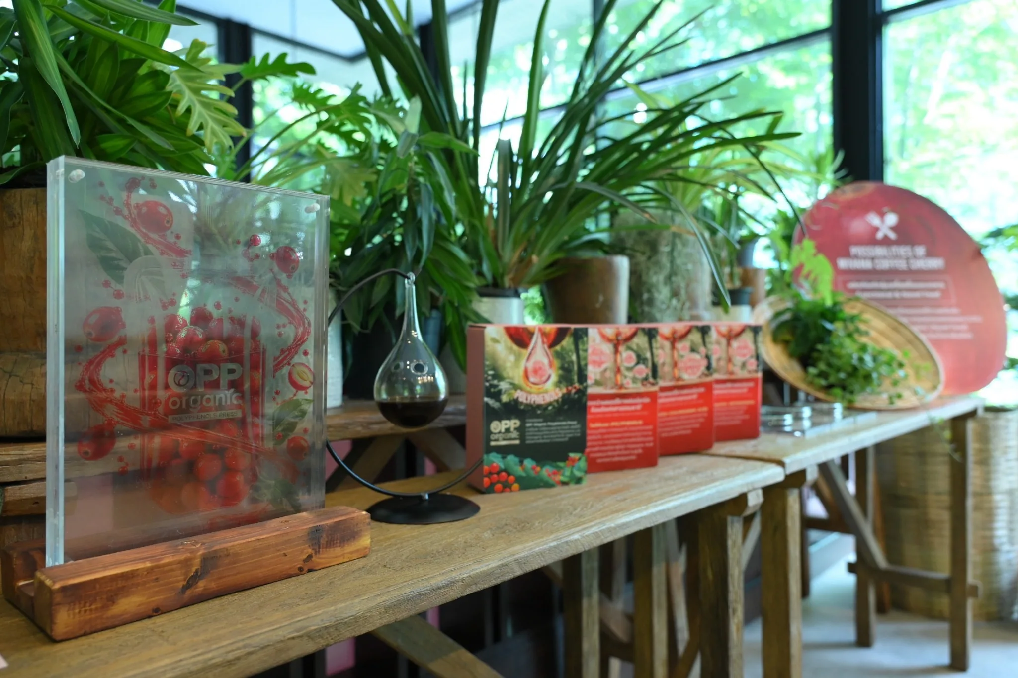 สารสกัดกาแฟ Coffee Cherry เขย่าตลาดเครื่องดื่มเสริมสุขภาพพรีเมียม