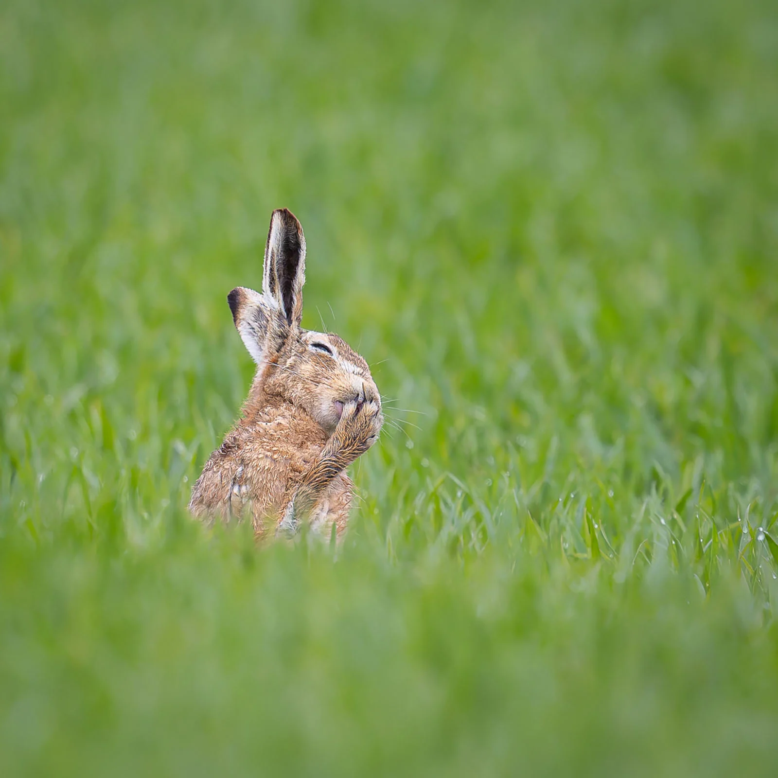 รวมช็อตขำกลิ้งจาก Nikon Comedy Wildlife Awards กับเหล่าสัตว์ป่าที่โพสท์ท่าเกินต้าน