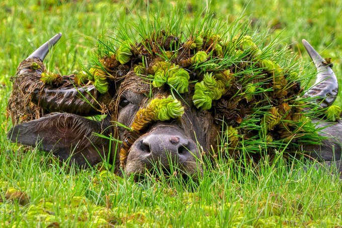 Nikon Comedy Wildlife Awards การแข่งขันถ่ายภาพสัตว์ป่าที่ทำให้โลกยิ้ม