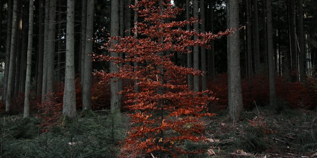 จัดองค์ประกอบภาพฤดูใบไม้ร่วงให้โล่ง สวย ไม่อัดแน่น
