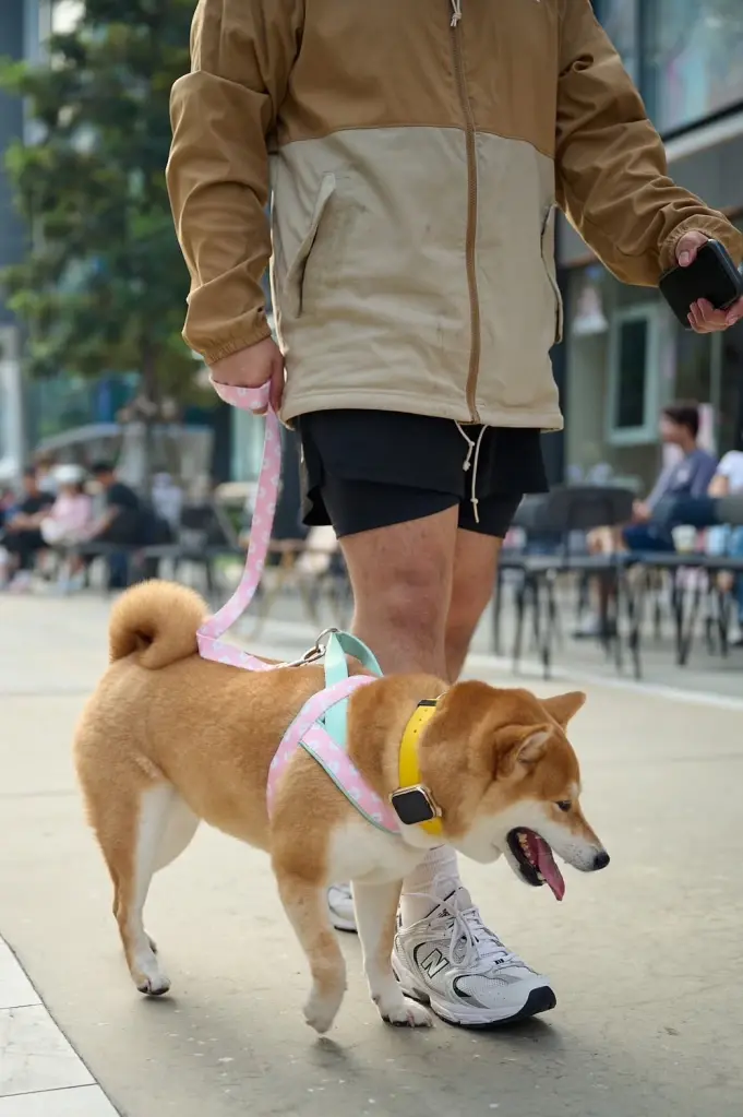 สมาร์ตโฟนสำหรับสัตว์เลี้ยง SMART Pets Phone คุ้มไหมสำหรับเจ้าของยุคใหม่