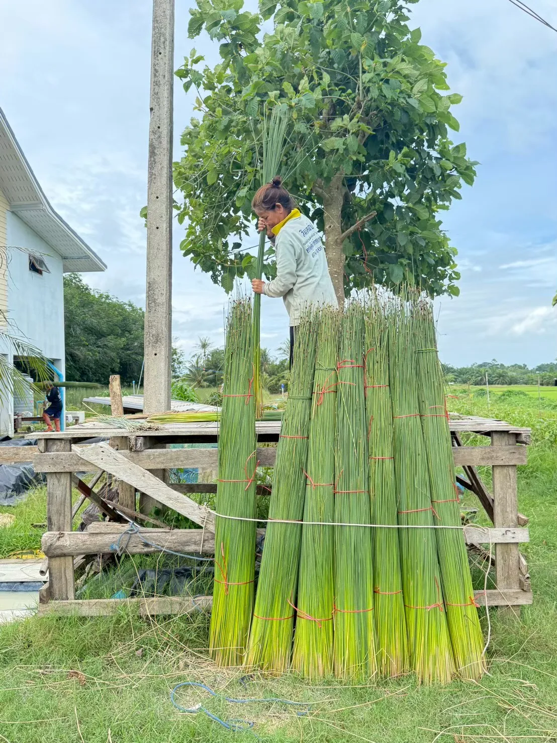 จักสานไทย GI กระจูดควนเคร็ง–คล้าศรีบุญเรือง พลิกภูมิปัญญาเป็นรายได้ชุมชน