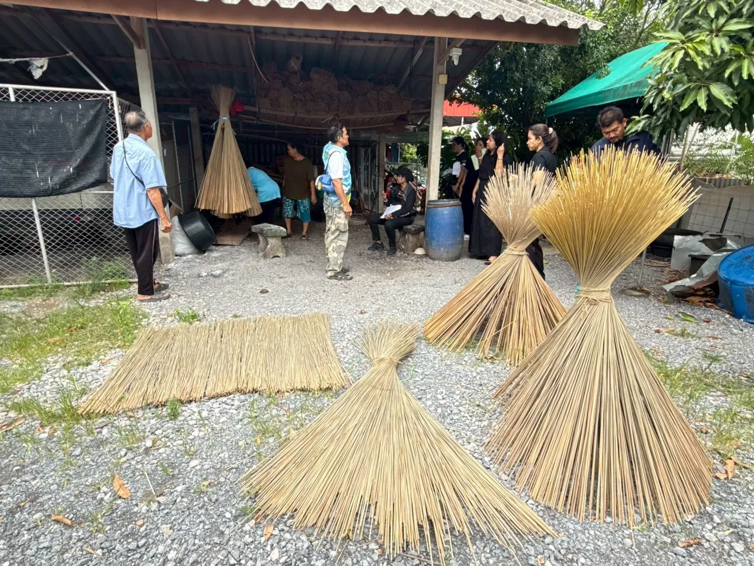 จักสานไทย GI กระจูดควนเคร็ง–คล้าศรีบุญเรือง พลิกภูมิปัญญาเป็นรายได้ชุมชน