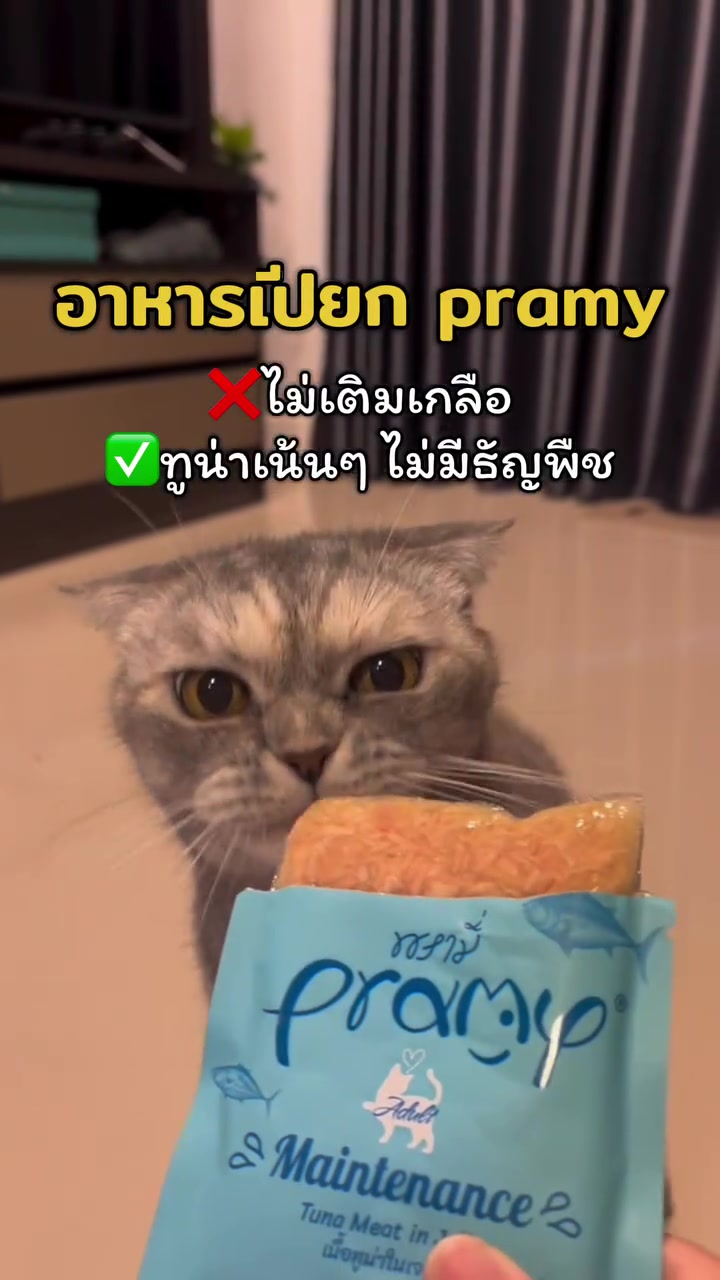 แมวสีเทา sniffing ซองอาหารเปียกแมวพรามี่สูตรทูน่าเนื้อในเยลลี่ที่ถืออยู่ตรงหน้า