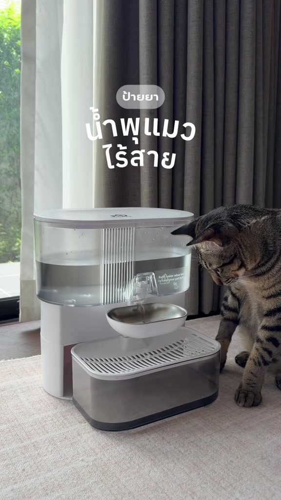 แมวลายสลิดยืนก้มมองถาดน้ำสแตนเลสของน้ำพุแมวไร้สายตัวขาวถังใสที่วางบนพรมริมหน้าต่าง
