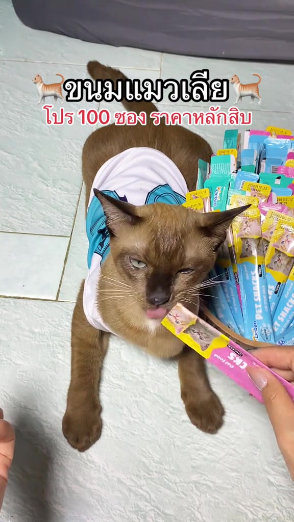 ขนมแมวเลีย 4 ถังที่ทาสกดบ่อย: ถังหลักร้อย มีโอ เชาชูรุ เดลไซ ตัวไหนให้ทุกวันได้ ตัวไหนควรพอ