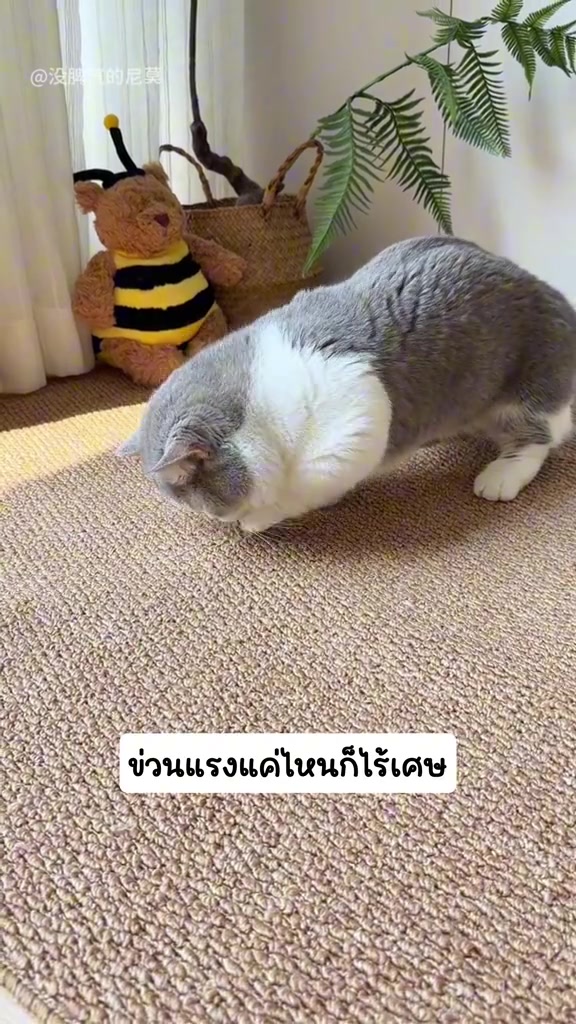 แมวเทาขาวก้มหน้าถูแก้มและลับเล็บบนเสื่อป่านสานที่ปูบนพื้นข้างตุ๊กตาหมี