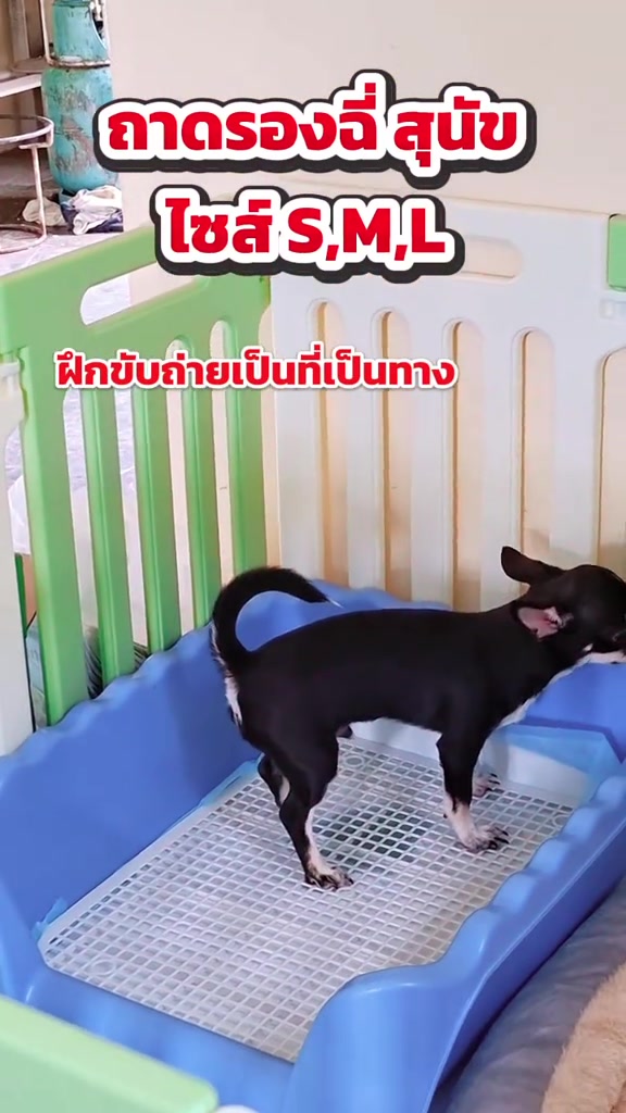 น้องหมาชิวาวาสีดำยืนบนตะแกรงสีขาวในถาดรองฉี่สีฟ้าที่วางอยู่ในคอกกั้น