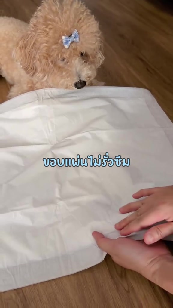น้องหมาพุดเดิลสีน้ำตาลอ่อนนอนหมอบข้างแผ่นรองฉี่สีขาวที่ปูบนพื้นไม้ในบ้าน มีมือกำลังลูบขอบแผ่น