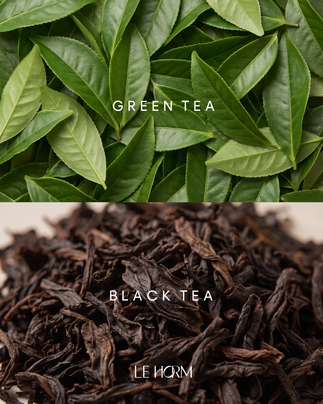ภาพโน้ตกลิ่น Midnight Tea ของ LE HORM ด้านบนเป็นใบชาเขียวสด ด้านล่างเป็นใบชาดำอบแห้ง