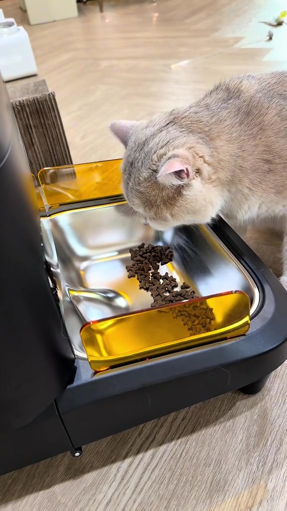 แมวขนสีเทาก้มกินอาหารเม็ดในชามสแตนเลสของเครื่องให้อาหารอัตโนมัติตัวสีดำ