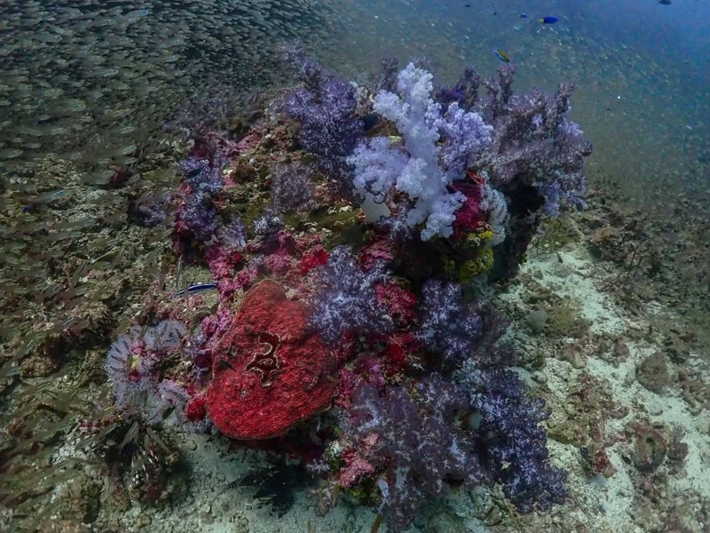 เปิดฤดู ทะเลอันดามัน อุทยานทางทะเลเดินหน้าท่องเที่ยวอนุรักษ์