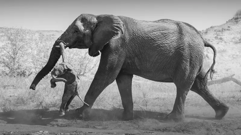 ภาพช้างแบกลูกที่สิ้นใจ เปิดหัวใจสัตว์และพลังภาพถ่ายธรรมชาติ