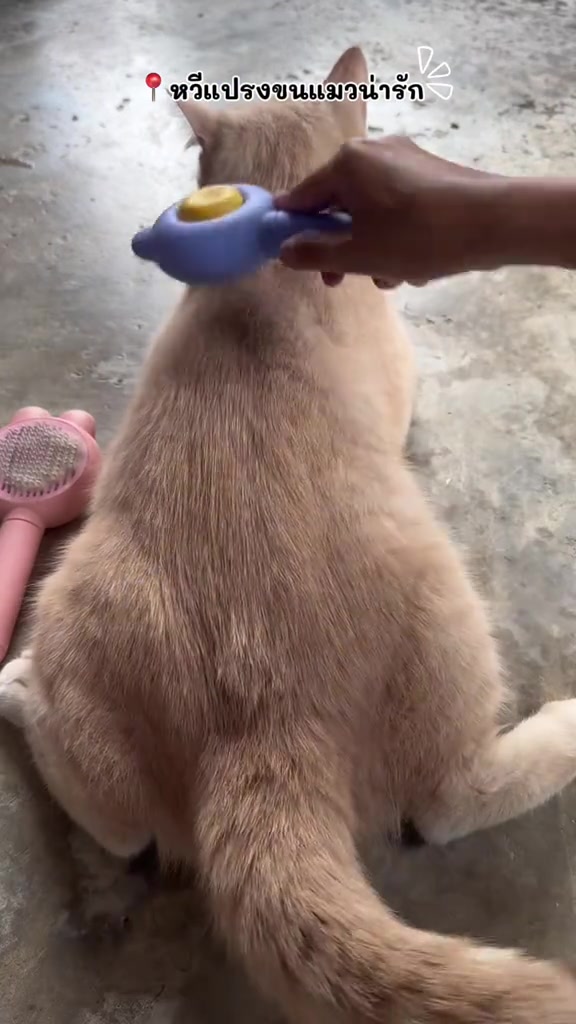 มือหวีแปรงหมุดสีม่วงบนหลังแมวสีครีมโดยมีแปรงสีชมพูวางอยู่บนพื้นข้างๆ