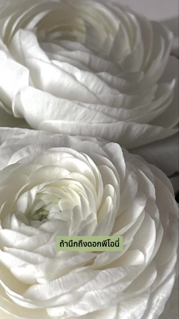 กลีบดอกพีโอนี่สีขาวซ้อนกันเป็นชั้นเต็มเฟรม ดอกไม้หลักในกลุ่มโน้ตของกลิ่น LACE VII.XII