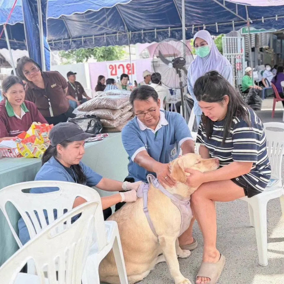 จากน้ำท่วมสู่การฟื้นตัว โมเดลดูแลสัตว์เลี้ยงครบวงจรในภาวะฉุกเฉิน