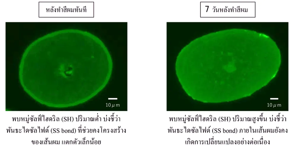 ทำสีผมแล้วผมยังเสียต่ออีก 7 วัน ปกป้องเส้นผมอย่างไรให้สีสวยไม่แลกกับผมพัง