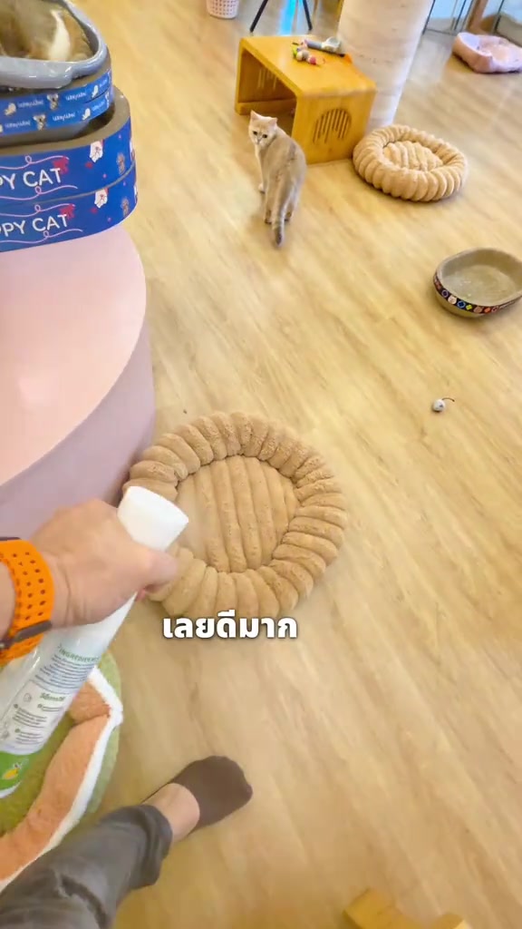 มือถือขวดสเปรย์ฉีดพ่นลงบนเบาะนอนแมวทรงกลมบนพื้นไม้ มีแมวเดินอยู่ด้านหลัง