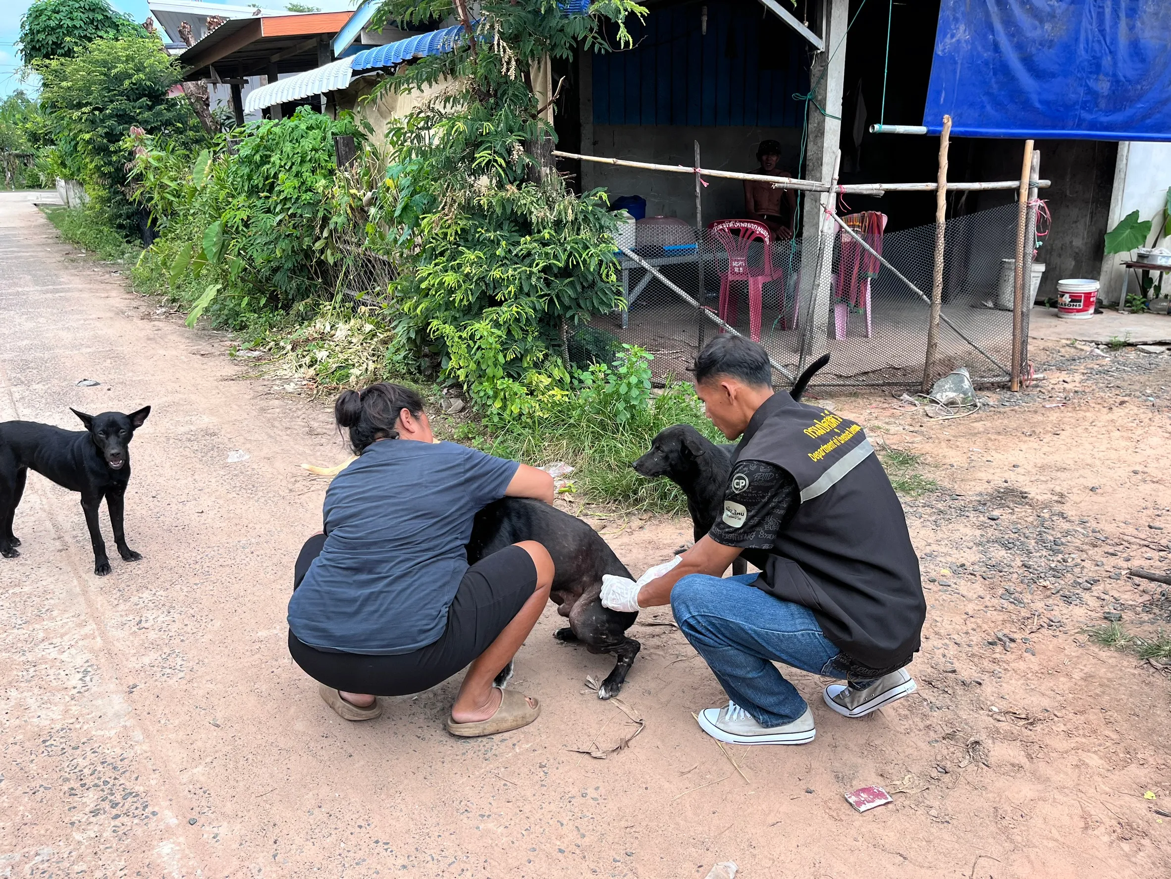 ระบาดพิษสุนัขบ้าบุรีรัมย์ ปูพรมฉีดวัคซีน 5 กม. เจ้าของสัตว์ต้องทำอะไรตอนนี้