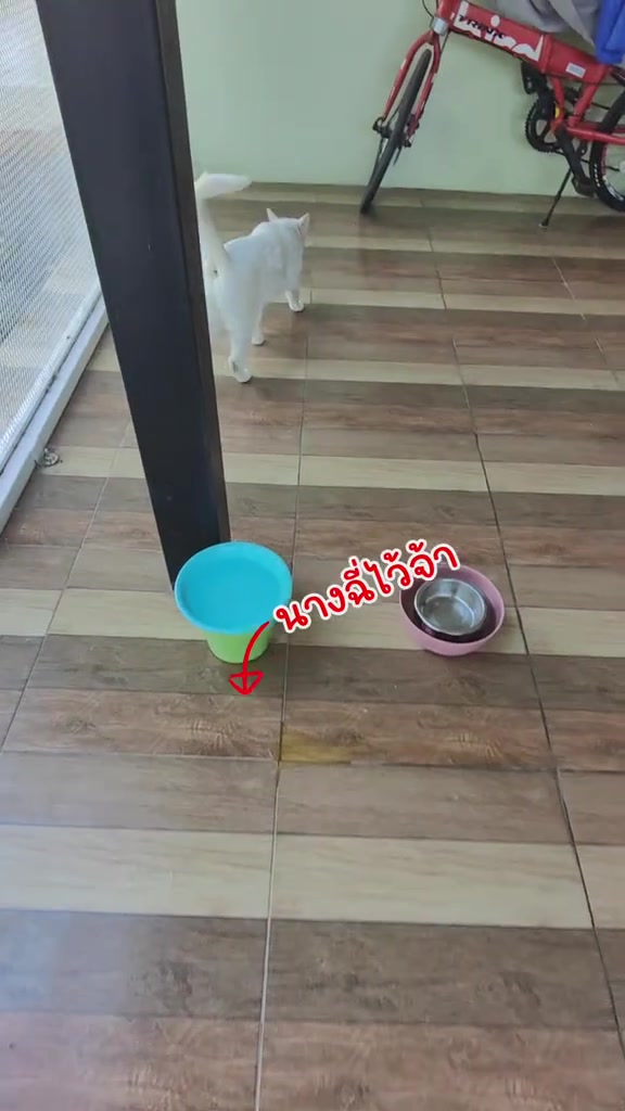 สเปรย์ดับกลิ่นฉี่แมว 4 สูตร: เอนไซม์ จุลินทรีย์ แบบเลียได้ และสูตรผสมในครัว ตัวไหนดับถึงต้นตอแมวไม่ฉี่ซ้ำที่เดิม