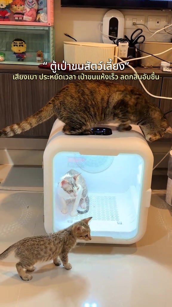 ตู้เป่าขนสีขาวเปิดไฟสว่างมีแมวอยู่ในตู้ แมวลายเสือยืนบนตู้ และลูกแมวเดินมองอยู่ด้านหน้า