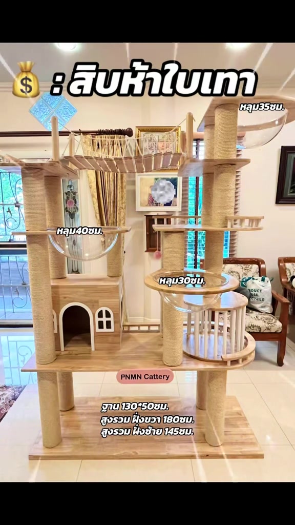 คอนโดแมวไม้จริงสูงจรดเพดาน มีสะพานเชือกและหลุมอะคริลิกใสหลายระดับ แมวสี่ตัวกระจายกันอยู่คนละชั้นในห้องนั่งเล่น