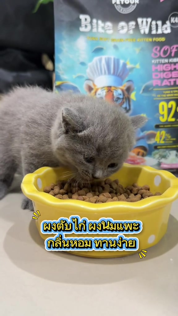 อาหารลูกแมว 4 แบบในช้อปปี้: เม็ดเล็กนมแพะ มูสเนียน ซองโภชนาการครบ และเม็ดสายห้าง ตัวไหนลูกแมวกินจริงคุ้มจริง