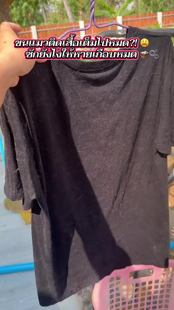 เสื้อยืดสีดำแขวนไม้แขวนสีม่วงยังมีขนแมวติดอยู่ทั่วตัวเสื้อ