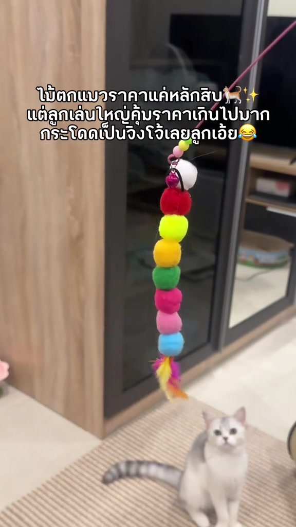 ใกล้ชิดไม้ตกแมวที่มีกระดิ่งและตุ้มขนสีลูกกวาดเรียงเป็นแถวห้อยจากปลายเชือก แมวสีขาวเงินนั่งเงยหน้ามองอยู่ด้านล่าง