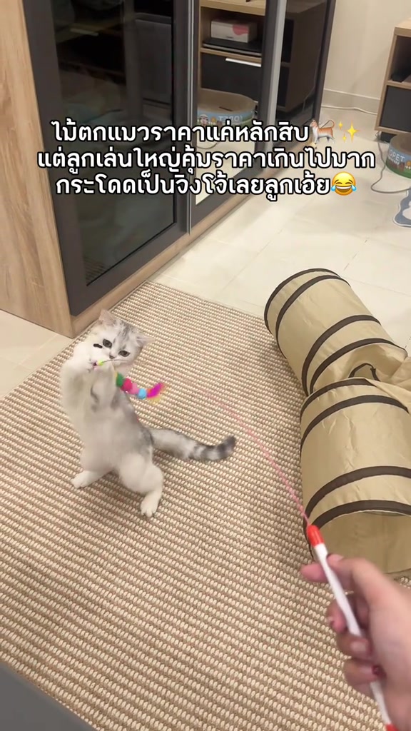 แมวสีขาวเงินยืนสองขาตะปบเชือกตุ้มขนสีรุ้งบนไม้ตกแมวที่มีมือถืออยู่ ข้างๆ เป็นอุโมงค์ผ้าสีครีม