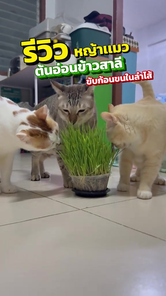 แมวสามตัวล้อมถ้วยต้นอ่อนข้าวสาลีเขียวฟูบนพื้นกระเบื้องแล้วก้มเคี้ยวพร้อมกัน