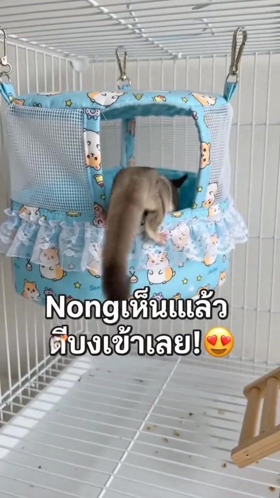 สัตว์ตัวเล็กอยู่ตรงช่องของเปลผ้าแขวนสีน้ำเงินในกรง