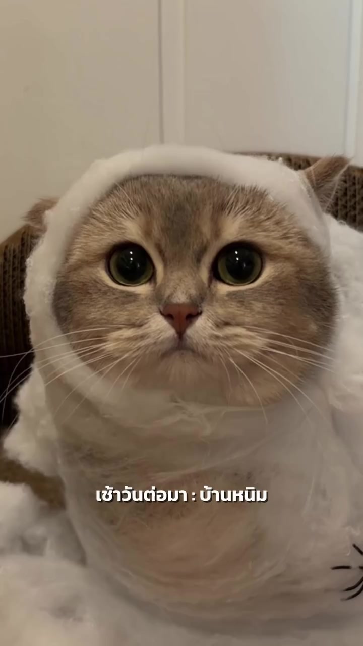 ชุดฮาโลวีนแมวในช้อปปี้ เลือกแบบไหนให้ไม่ฝืนใจน้อง