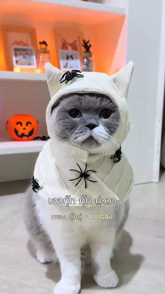 แมวสีขาวเทาสวมชุดผีสีขาว มีของตกแต่งแมงมุมสีดำบนอก