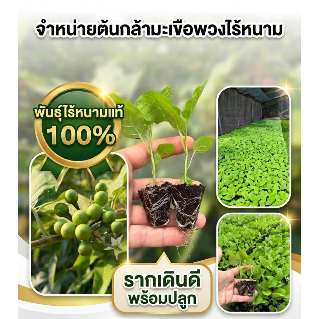 ลด 14.5% กล้ามะเขือพวงหยก 12 ต้น