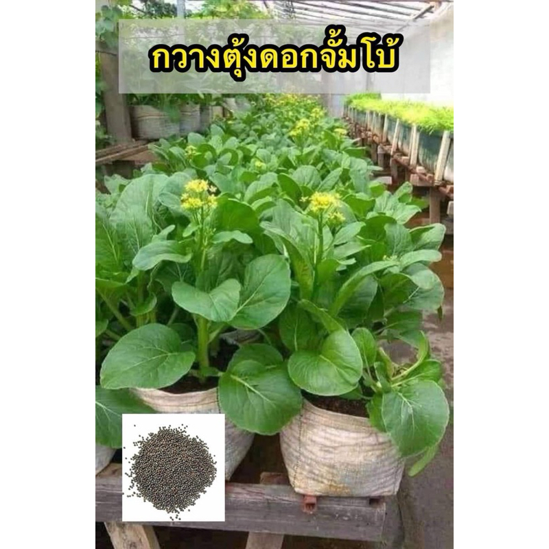 ลด 10% เมล็ดพันธุ์กวางตุ้งดอกจัมโบ้