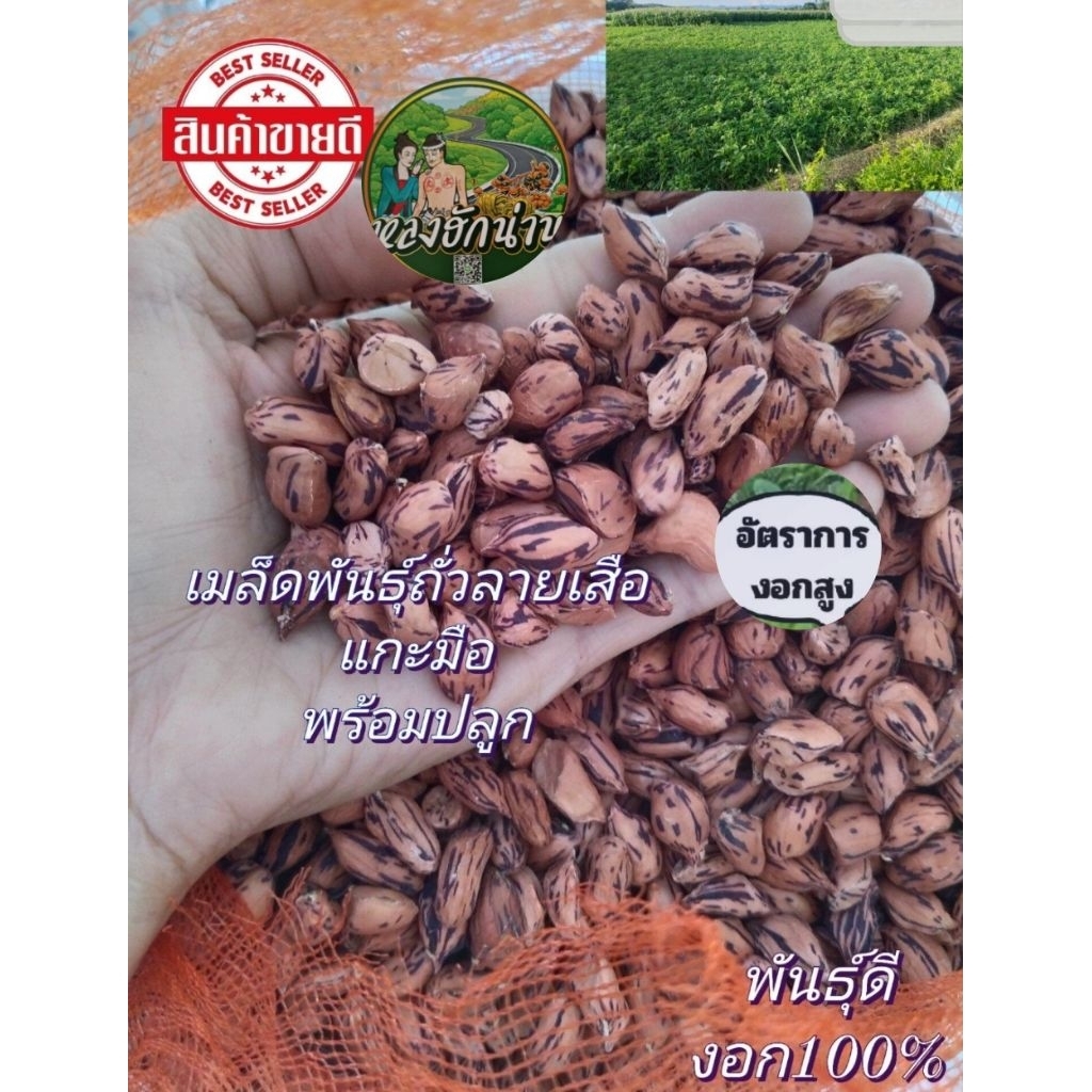 ลด 35%: เมล็ดพันธุ์ ถั่วลายเสือ