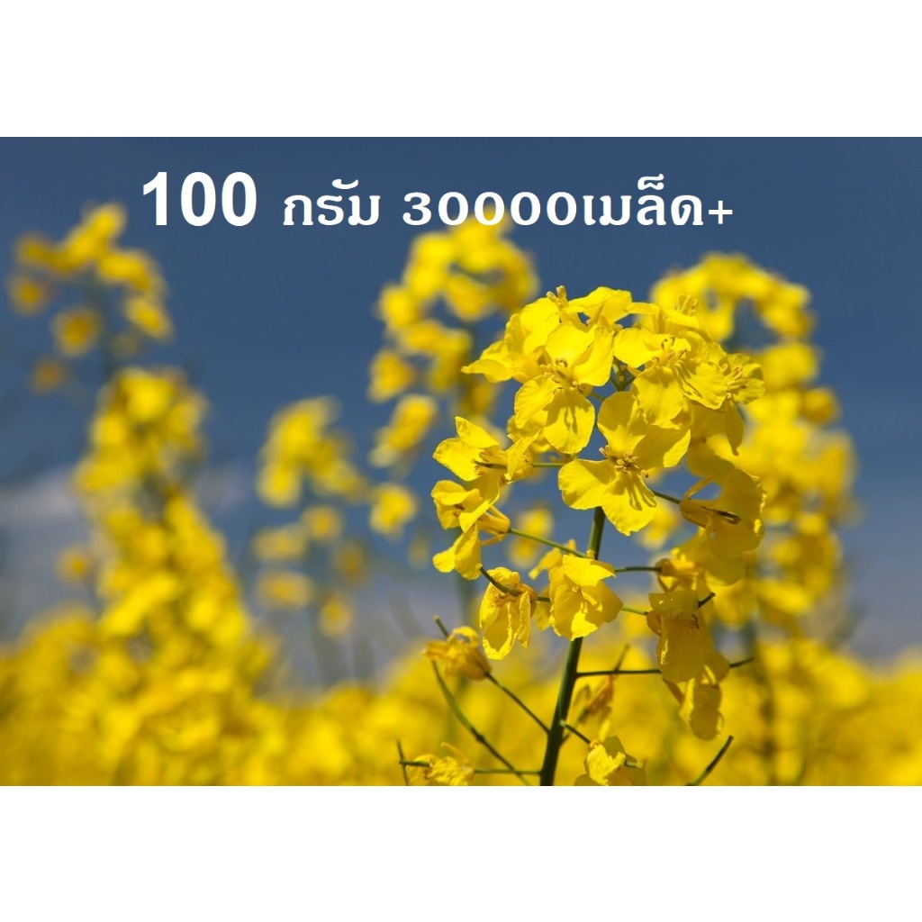 ลด 50%: เมล็ดพันธุ์ คาโนลา Canola