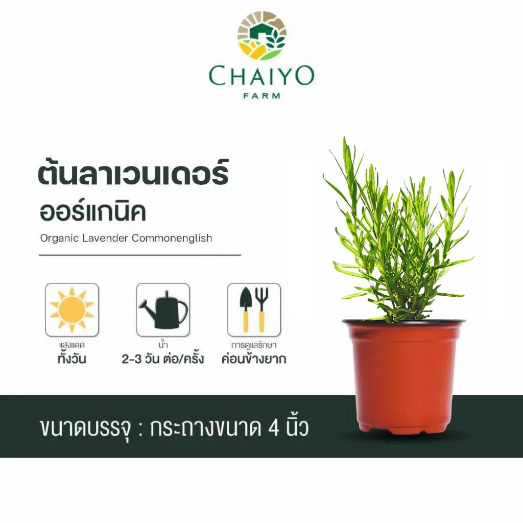 ลด 29%: ต้นลาเวนเดอร์ ออร์แกนิค Lavender