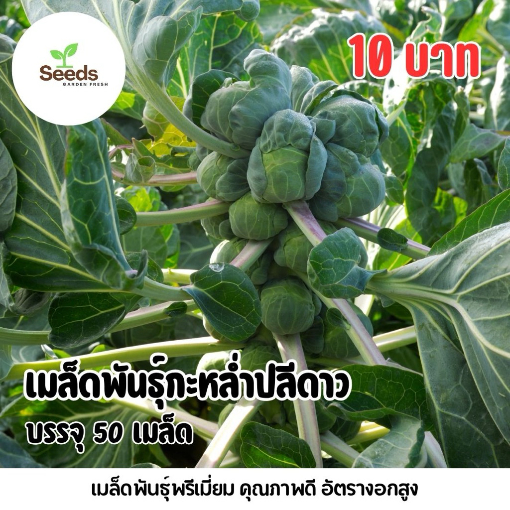 ลด 11.1% เมล็ดพันธุ์กะหล่ําปลีดาว